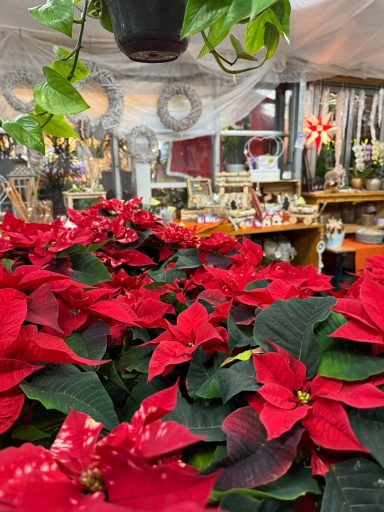 Leuchtend rote Weihnachtssterne in einem festlich dekorierten Verkaufsraum.